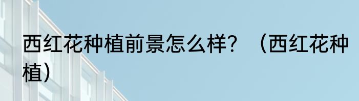 西红花种植前景怎么样？（西红花种植）