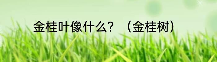 金桂叶像什么？（金桂树）