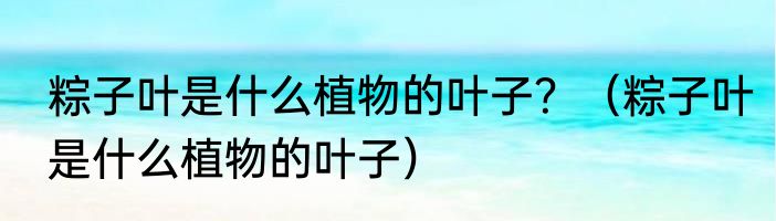 粽子叶是什么植物的叶子？（粽子叶是什么植物的叶子）