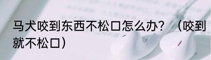 马犬咬到东西不松口怎么办？（咬到就不松口）