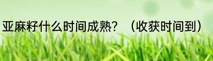 亚麻籽什么时间成熟？（收获时间到）