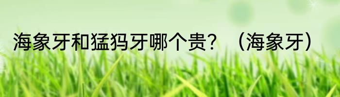 海象牙和猛犸牙哪个贵？（海象牙）