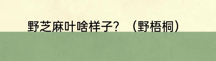 野芝麻叶啥样子？（野梧桐）