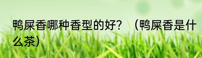 鸭屎香哪种香型的好？（鸭屎香是什么茶）