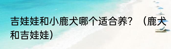 吉娃娃和小鹿犬哪个适合养？（鹿犬和吉娃娃）