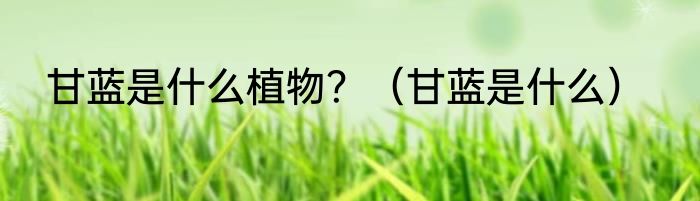 甘蓝是什么植物？（甘蓝是什么）