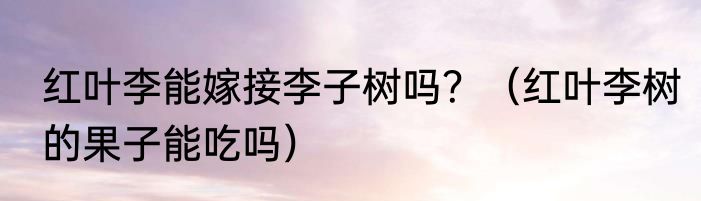 红叶李能嫁接李子树吗？（红叶李树的果子能吃吗）
