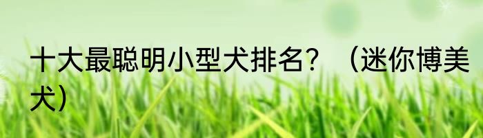 十大最聪明小型犬排名？（迷你博美犬）