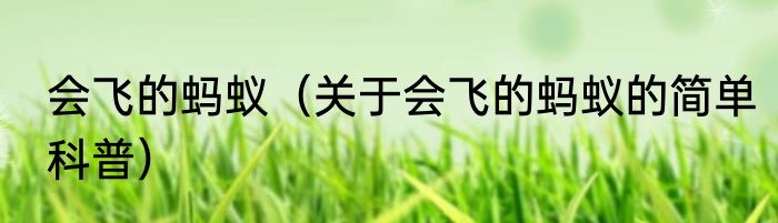 会飞的蚂蚁（关于会飞的蚂蚁的简单科普）