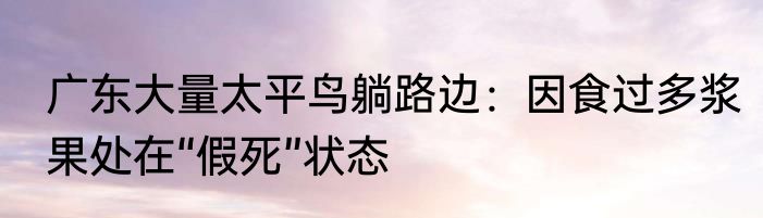广东大量太平鸟躺路边：因食过多浆果处在“假死”状态