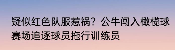 疑似红色队服惹祸？公牛闯入橄榄球赛场追逐球员拖行训练员