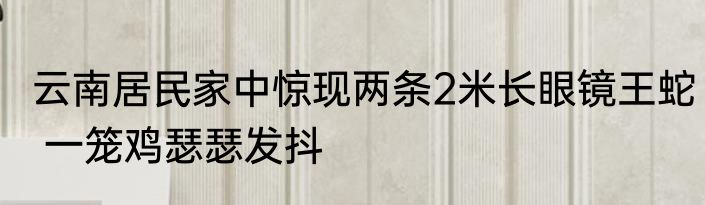 云南居民家中惊现两条2米长眼镜王蛇 一笼鸡瑟瑟发抖