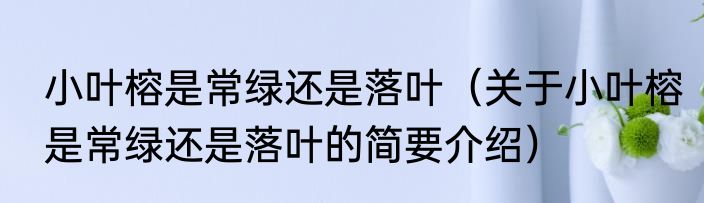小叶榕是常绿还是落叶（关于小叶榕是常绿还是落叶的简要介绍）