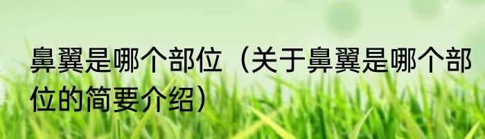 鼻翼是哪个部位（关于鼻翼是哪个部位的简要介绍）