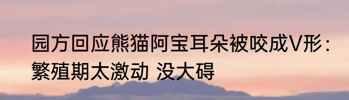 园方回应熊猫阿宝耳朵被咬成V形：繁殖期太激动 没大碍