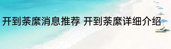 开到荼縻消息推荐 开到荼縻详细介绍