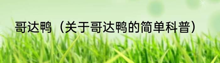 哥达鸭（关于哥达鸭的简单科普）