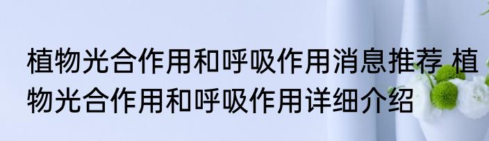 植物光合作用和呼吸作用消息推荐 植物光合作用和呼吸作用详细介绍