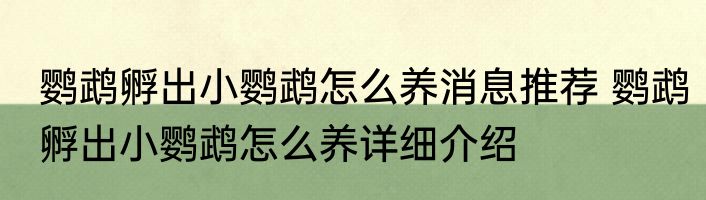 鹦鹉孵出小鹦鹉怎么养消息推荐 鹦鹉孵出小鹦鹉怎么养详细介绍
