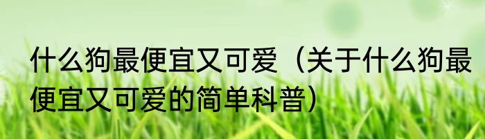 什么狗最便宜又可爱（关于什么狗最便宜又可爱的简单科普）