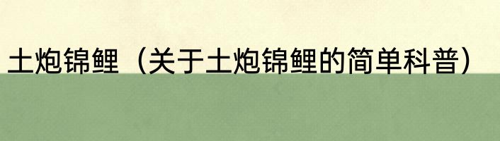 土炮锦鲤（关于土炮锦鲤的简单科普）