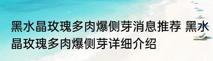 黑水晶玫瑰多肉爆侧芽消息推荐 黑水晶玫瑰多肉爆侧芽详细介绍