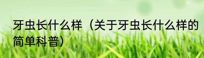 牙虫长什么样（关于牙虫长什么样的简单科普）
