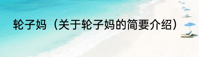 轮子妈（关于轮子妈的简要介绍）