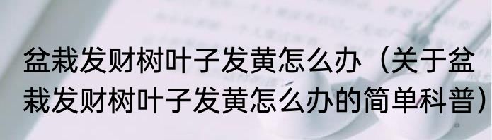 盆栽发财树叶子发黄怎么办（关于盆栽发财树叶子发黄怎么办的简单科普）