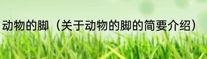 动物的脚（关于动物的脚的简要介绍）