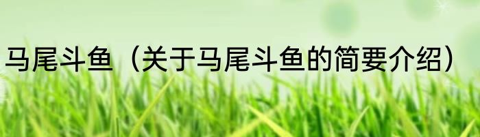 马尾斗鱼(关于马尾斗鱼的简要介绍)