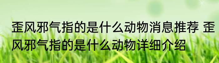 歪风邪气指的是什么动物消息推荐 歪风邪气指的是什么动物详细介绍
