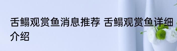 舌鳎观赏鱼消息推荐 舌鳎观赏鱼详细介绍