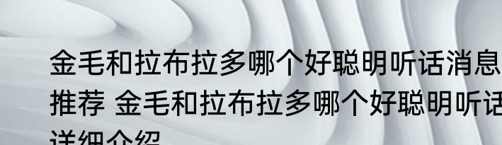 金毛和拉布拉多哪个好聪明听话消息推荐 金毛和拉布拉多哪个好聪明听话详细介绍