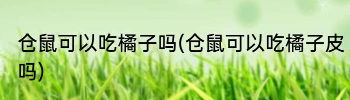 仓鼠可以吃橘子吗(仓鼠可以吃橘子皮吗)