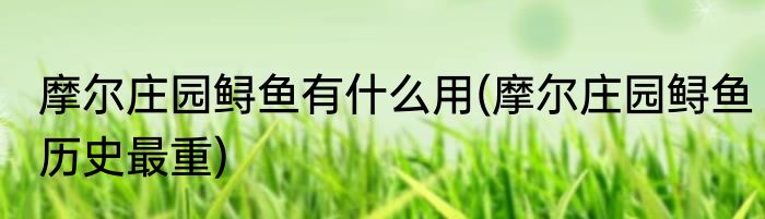 摩尔庄园鲟鱼有什么用(摩尔庄园鲟鱼历史最重)