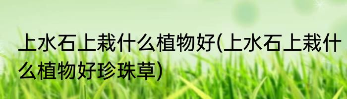 上水石上栽什么植物好(上水石上栽什么植物好珍珠草)