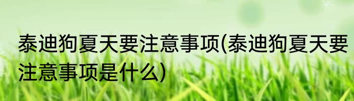 泰迪狗夏天要注意事项(泰迪狗夏天要注意事项是什么)