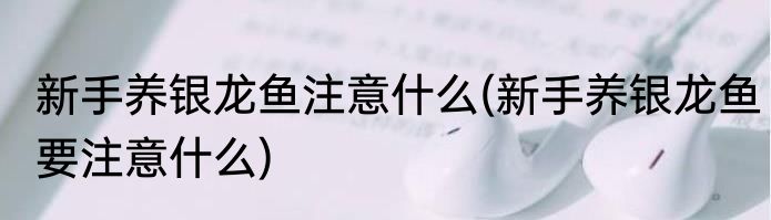 新手养银龙鱼注意什么(新手养银龙鱼要注意什么)