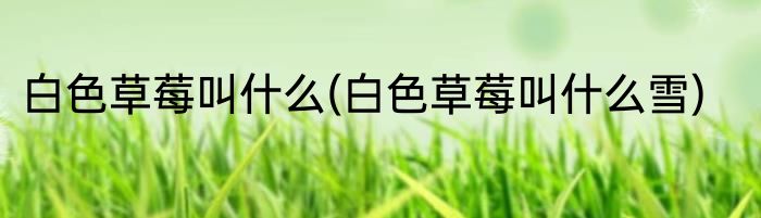 白色草莓叫什么(白色草莓叫什么雪)