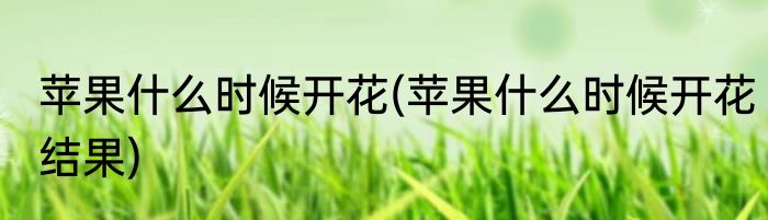 苹果什么时候开花(苹果什么时候开花结果)