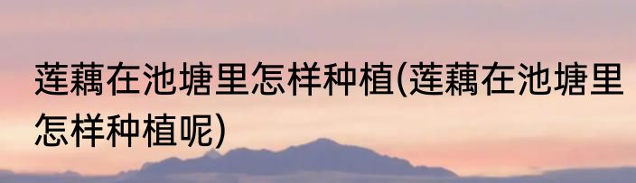 莲藕在池塘里怎样种植(莲藕在池塘里怎样种植呢)