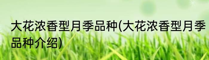 大花浓香型月季品种(大花浓香型月季品种介绍)