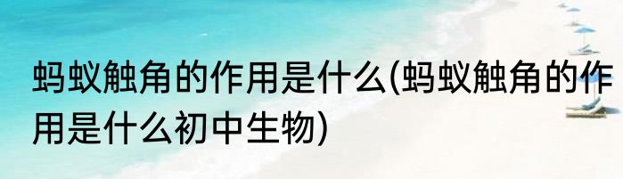蚂蚁触角的作用是什么(蚂蚁触角的作用是什么初中生物)