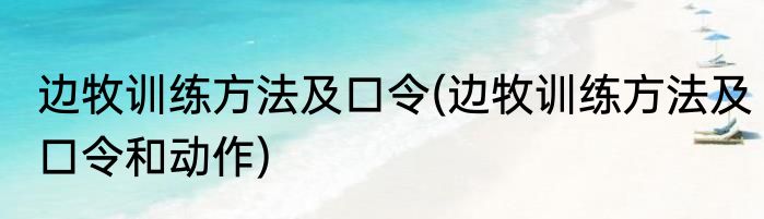 边牧训练方法及口令(边牧训练方法及口令和动作)