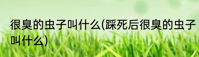 很臭的虫子叫什么(踩死后很臭的虫子叫什么)