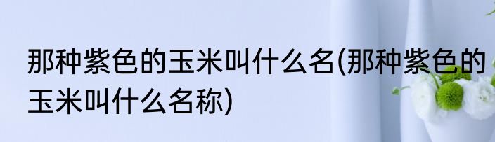 那种紫色的玉米叫什么名(那种紫色的玉米叫什么名称)
