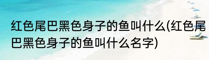 红色尾巴黑色身子的鱼叫什么(红色尾巴黑色身子的鱼叫什么名字)