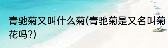 青驰菊又叫什么菊(青驰菊是又名叫菊花吗?)