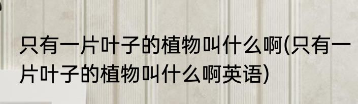 只有一片叶子的植物叫什么啊(只有一片叶子的植物叫什么啊英语)